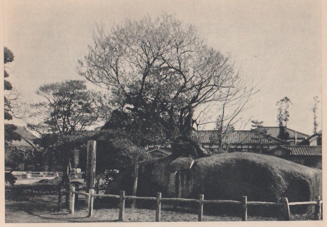 Black-and-white photograph of a tree with a rounded crown of fine bare-looking branches, rising from behind a rounded mass at the right. A low fence of posts and rails runs along the front. At the left a narrow board on a post and a clipped tree stand at the edge, and buildings with sloping roofs show behind at the right.