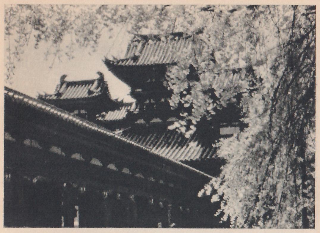 Black-and-white photograph of roofs seen from below: in the foreground a long curved eave runs diagonally from the left, with a row of small arched openings under it, and behind it more roofs with ridged surfaces and upturned corners rise in tiers. A mass of drooping, blossom-covered branches fills the right side and the top.