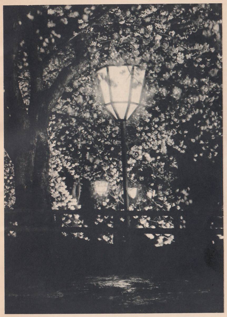 Black-and-white night photograph of a lantern with a pale glowing shade on a thin post at the center, surrounded on all sides by dense blossoms, with a dark trunk at the left. Smaller glowing lanterns show lower down behind a dark railing that crosses the lower third, and the ground at the bottom is dark with a patch of light.