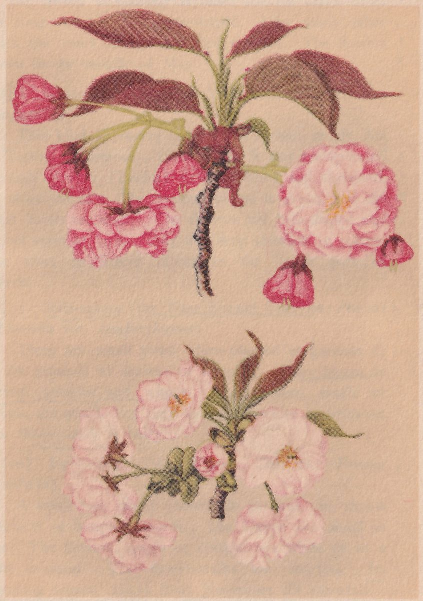 Colored illustration on a plain tan ground of two flowering branches, one above the other. The upper branch has dark red-brown leaves and a dark knotted twig, with bright pink buds and half-open deep pink blossoms with many petals hanging at the left and below, and a full pale pink blossom with many petals at the right. The lower branch has pale pink blossoms with many petals, some showing dark red star-shaped cups behind them at the left, and a few green and brown leaves.