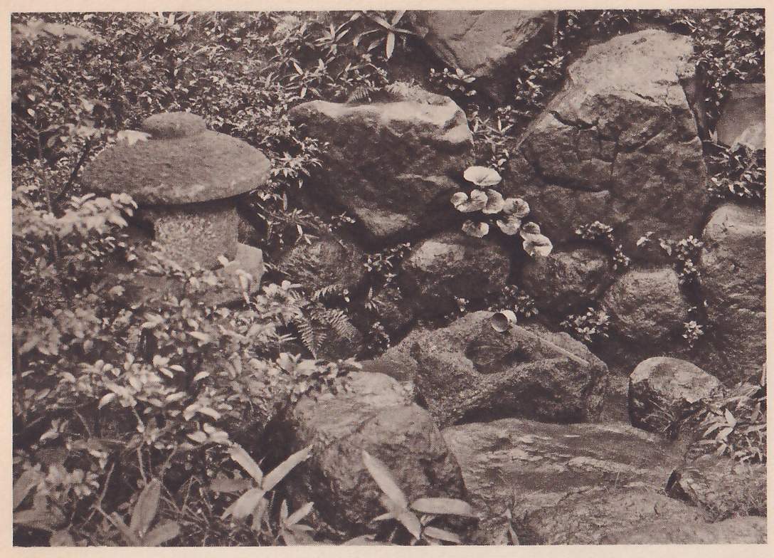 Photograph of a corner of a garden: at the left a stone lantern with a wide rounded cap, set among low leafy shrubs; at the center a bank of large rough rocks with a cluster of round-leaved plants growing from them and, lower, a hollowed stone with a small cup-like object at its edge; ferns and leaves in the foreground.