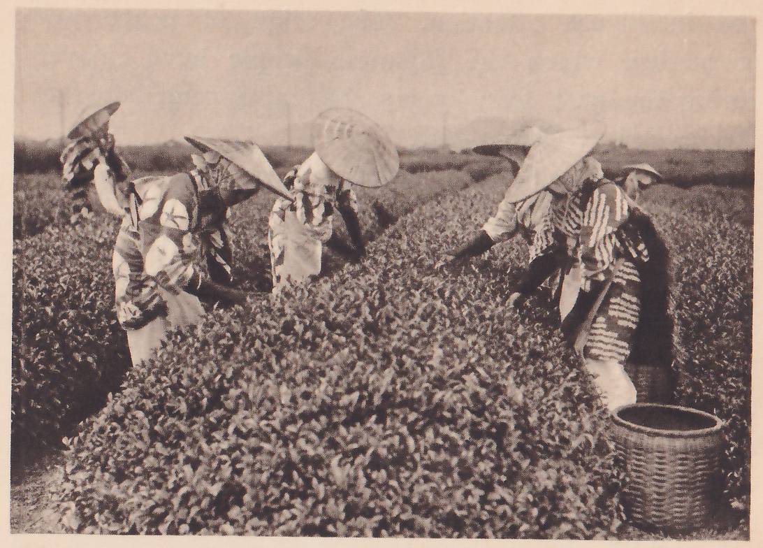 Photograph of people in patterned kimono and wide woven hats bending over a long row of rounded tea bushes, with a large round woven basket at the lower right and more rows of bushes behind them.